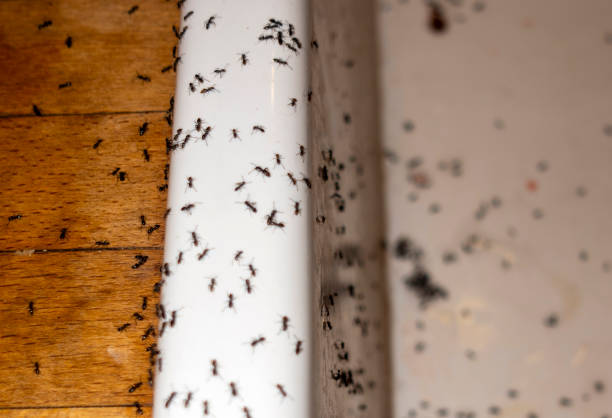 Trusted Ocean Ridge, FL Pest Control Experts