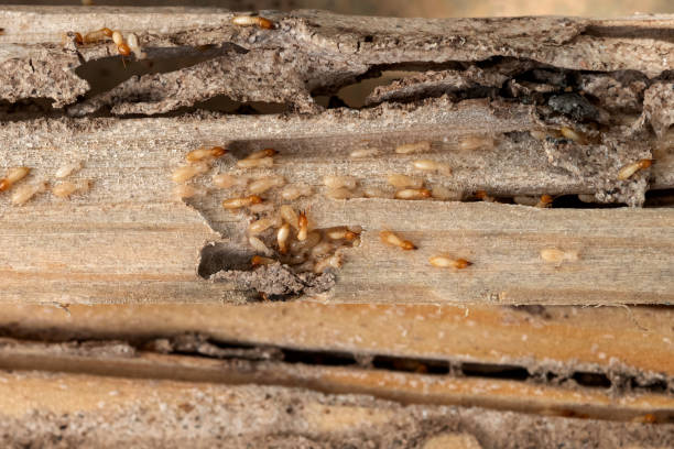 Best Cockroach Control Services  in Ocean Ridge, FL