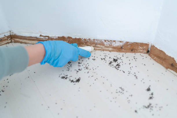 Bird Control in Ocean Ridge, FL